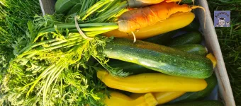 Récolte de légumes