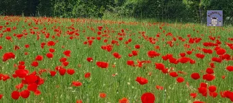 Prairie aux coquelicots