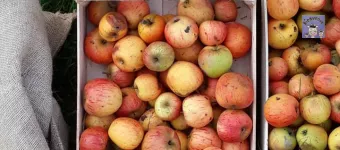 Cageot de pommes