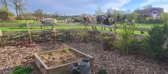 Jardin aromatique roulotte et vaches
