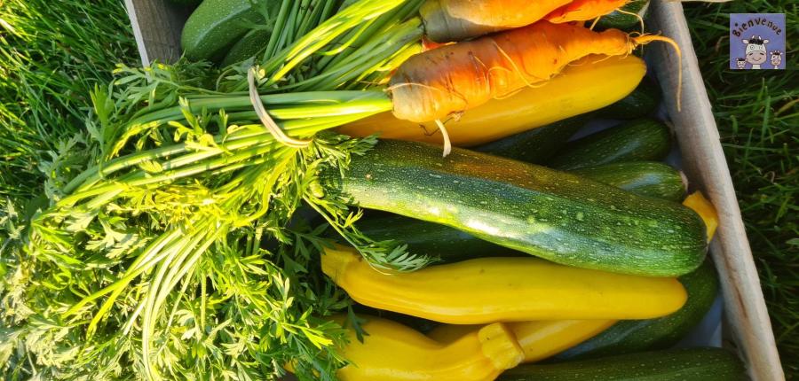 Récolte de légumes