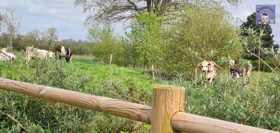 Vaches Normande 