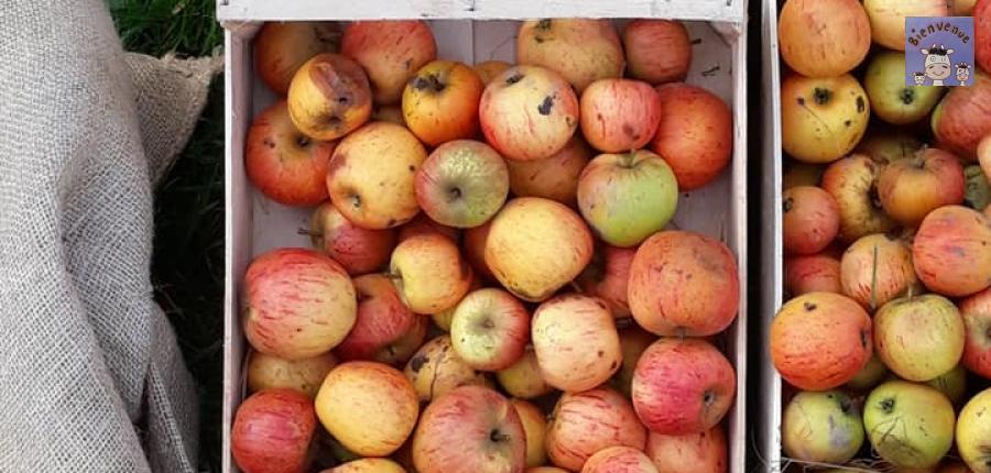 Cageot de pommes
