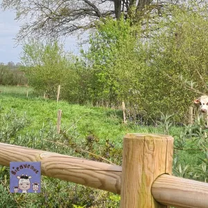 Vaches au pré !