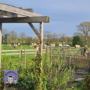 Jardin et vaches