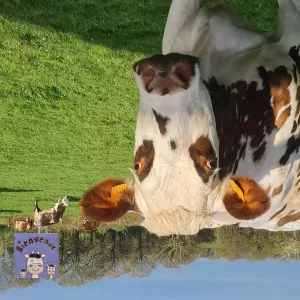 portrait vache