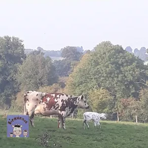 Vache et son veau