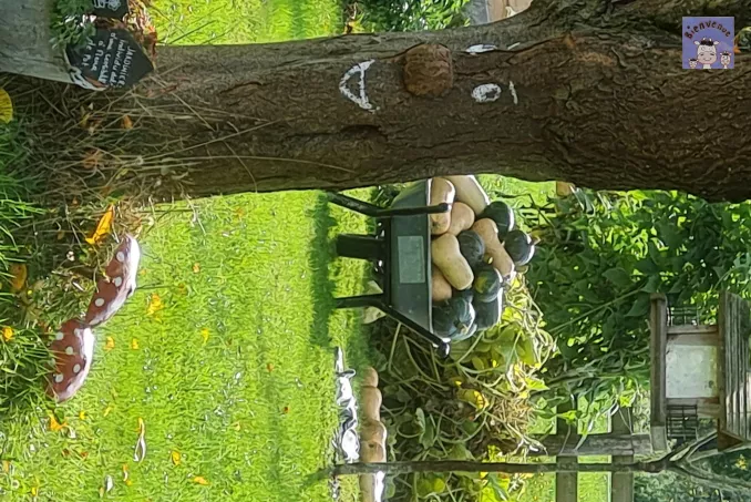 L'Abricotier malicieux