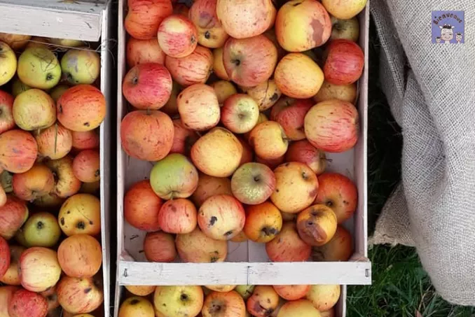 cageot de pommes