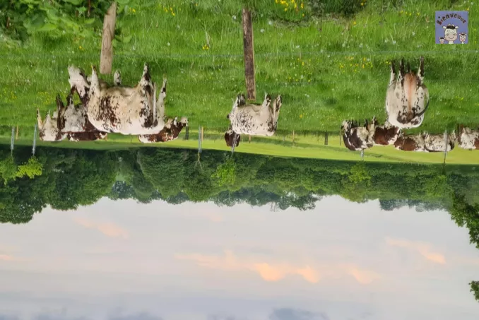 vaches au prés de la roulotte