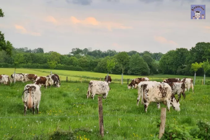 Nos vaches au pré !
